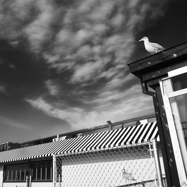 La mouette veille au grain 