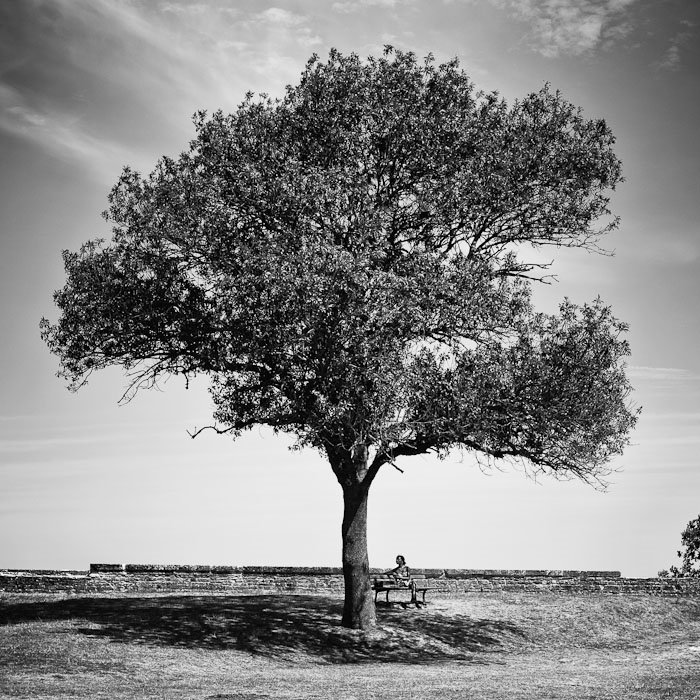 Un arbre près du château d'Oléron