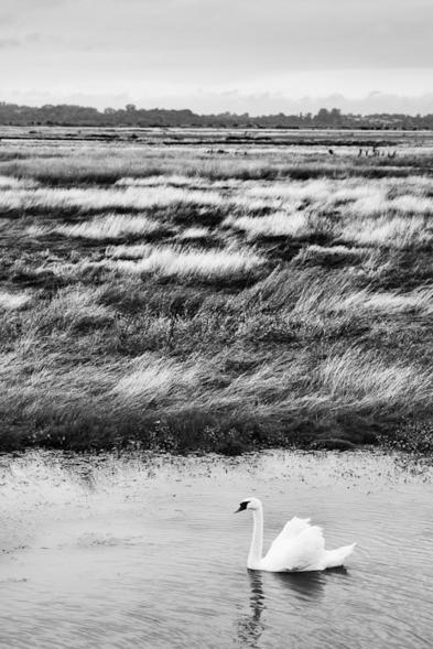 Un cygne des temps