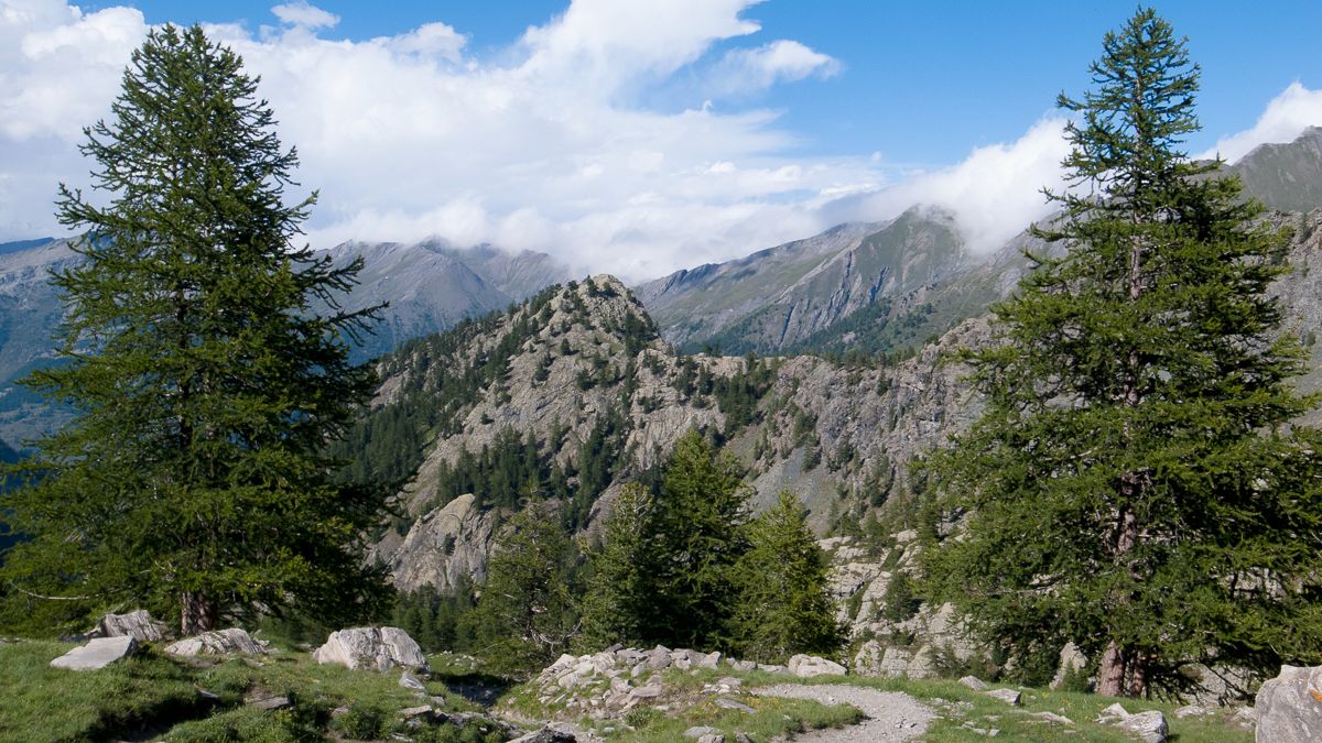 Les arbres jumeaux, Queyras 