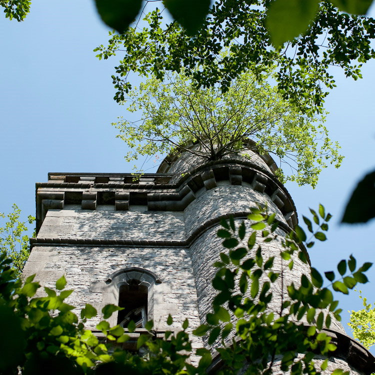 L'arbre au milieu de la pierre