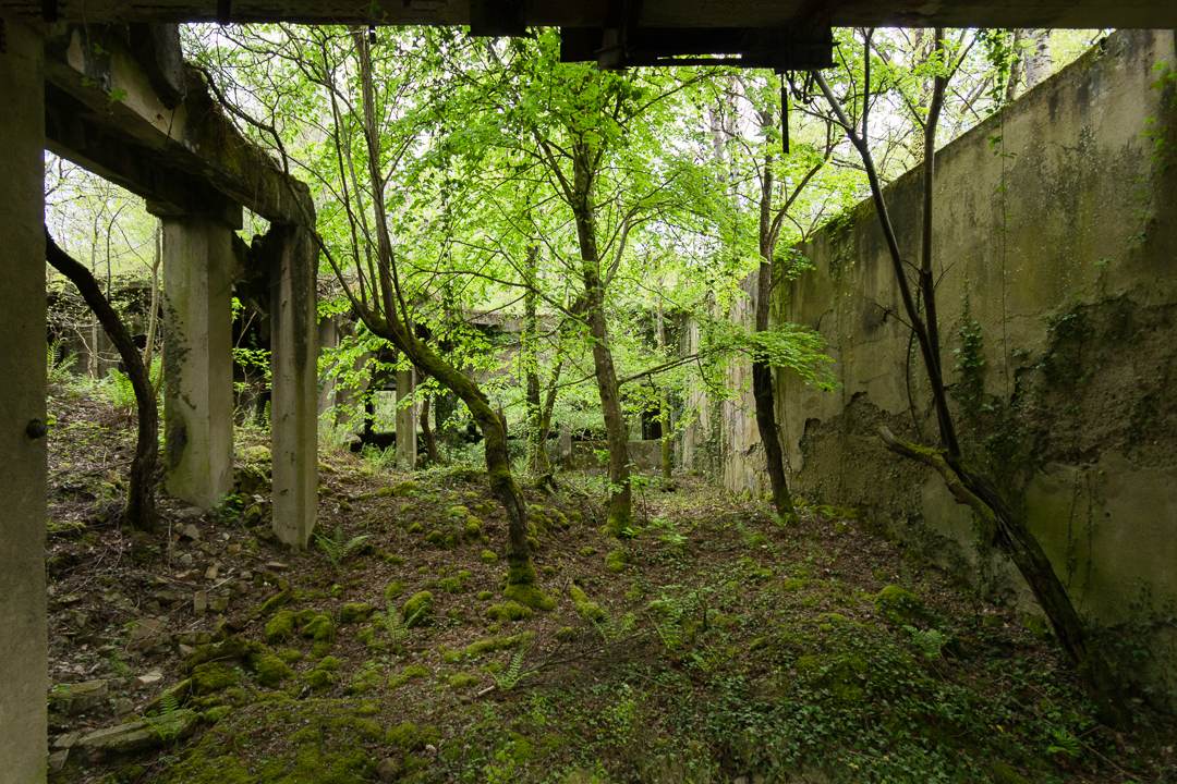 Arbres d'intérieur